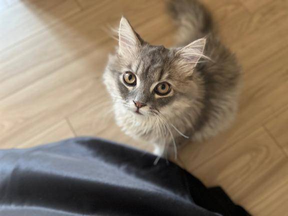 十六夜ゆめはpicture