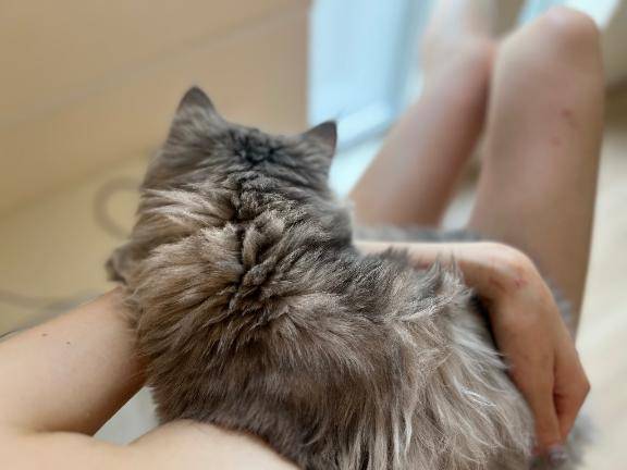 十六夜ゆめはpicture