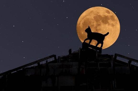 十六夜ゆめはpicture