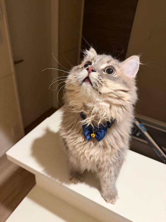 十六夜ゆめはpicture